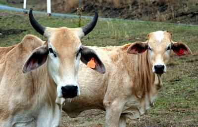 Brahmin cattle