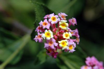 Lantana
