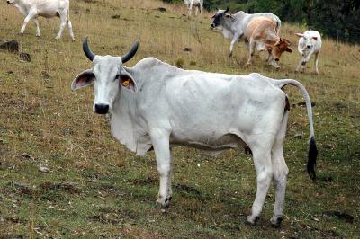 Brahmin cow