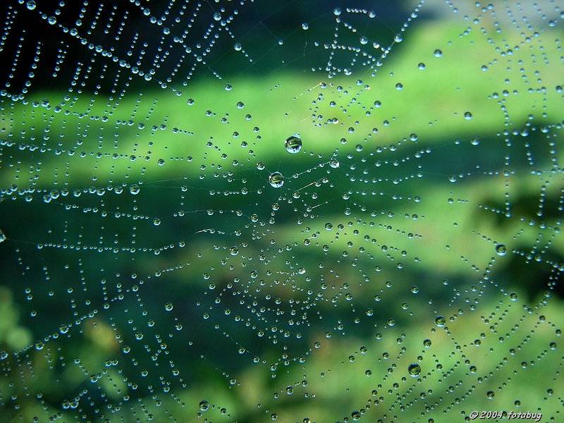 Reflections on the web
