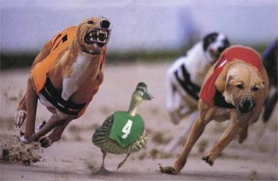 duck_racing.jpg