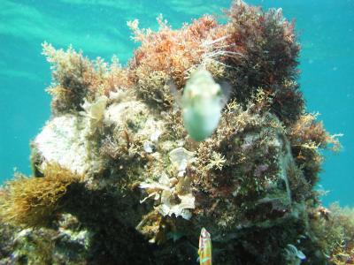 Kissing fish