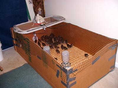 Box Brooder.jpg
