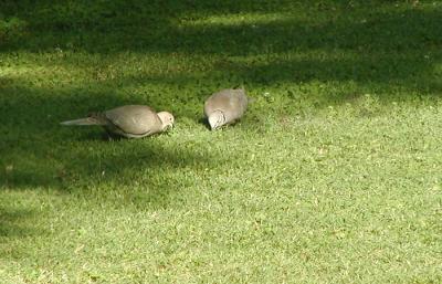 Doves.jpg