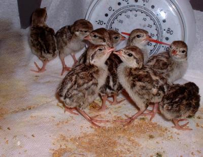 Chukar Chicks 1 Dayold.jpg