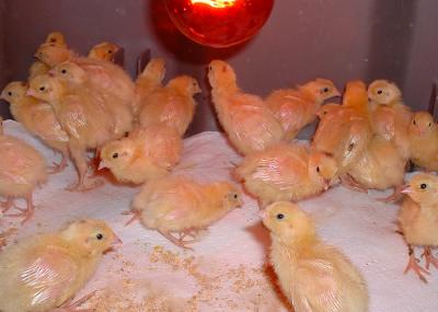 AMs 4days old.jpg