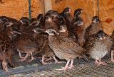 Bobwhite Quail 4 weeks old.jpg