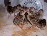 Chukar Chicks 1 Dayold.jpg