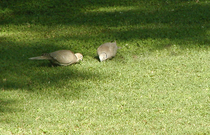 Doves.jpg