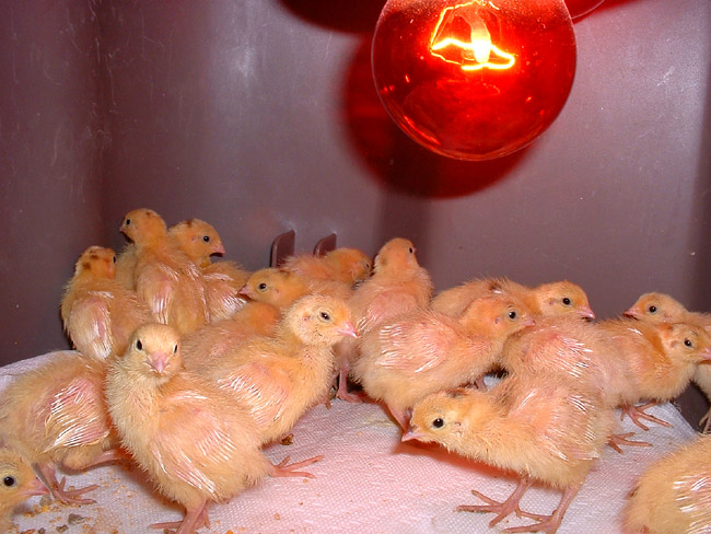 Texas AM 4 days old.jpg