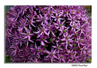 Purple Grace