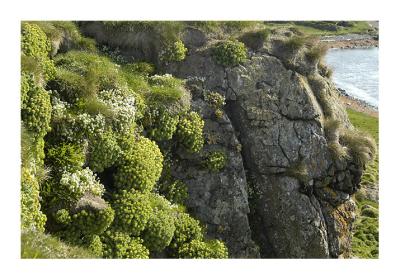 Puffin Island