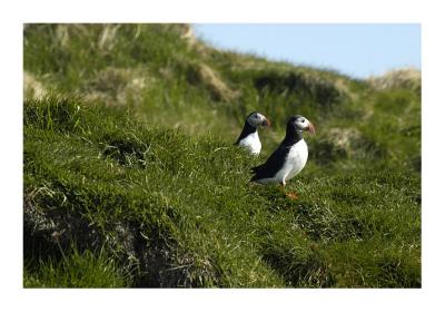 Puffin Island