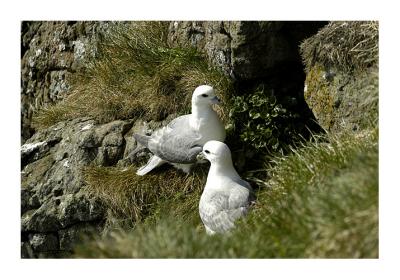 Puffin Island