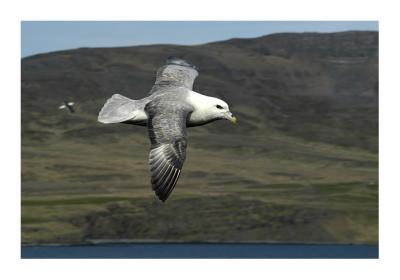 Puffin Island