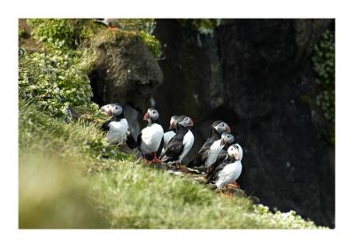 Puffin Island