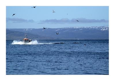 Puffin Island