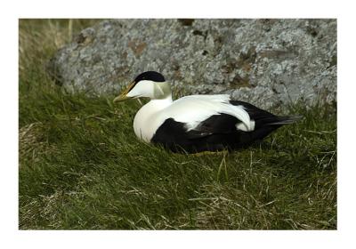 Puffin Island