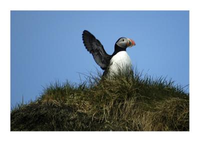 Puffin Island