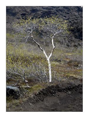 Birch Tree