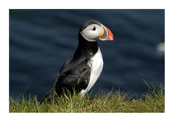 Puffin Island