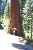 Fred next to REALLY BIG tree