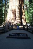 Fred next to Largest living thing on earth, General Sherman