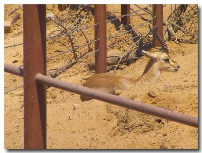 Gazelle cooling off in the sand.jpg