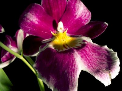flowers_and_pistills