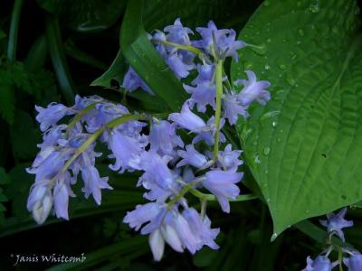 140628 100th-33-50A wood hyacinthsy.jpg