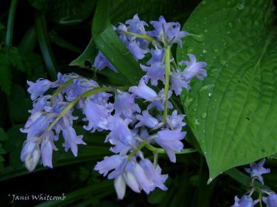 u29/fz10group/medium/42939371.140628100th3350Awoodhyacinthsy.jpg