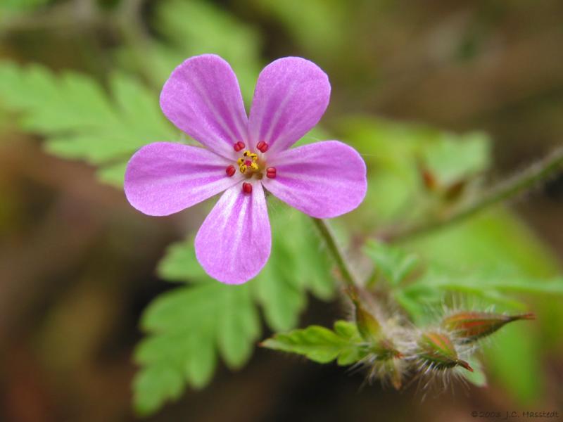 Purple Wildflower
