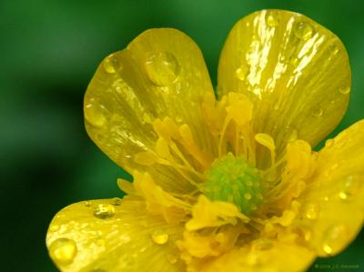 Yellow Wildflower Drybrushed