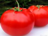 Hydroponic Tomatoes