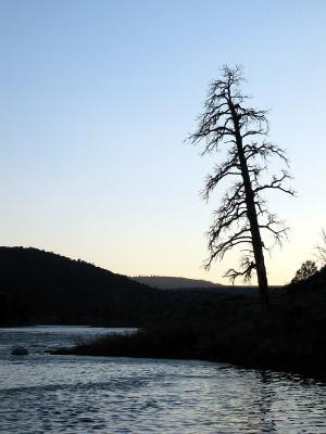 Solitary tree...