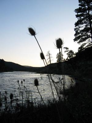 Teasels in twilight...