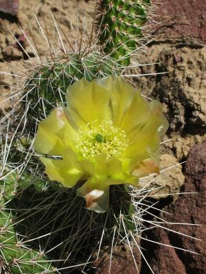 Cactus (1)