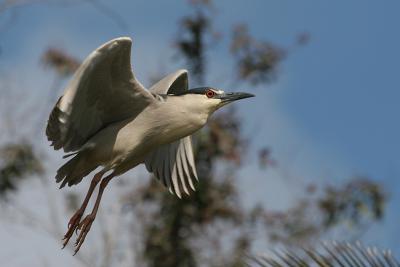 Black-Crowned Night Heron