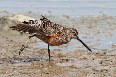 Long-billed Dowitcher