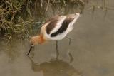 Juvenile avocet feeding