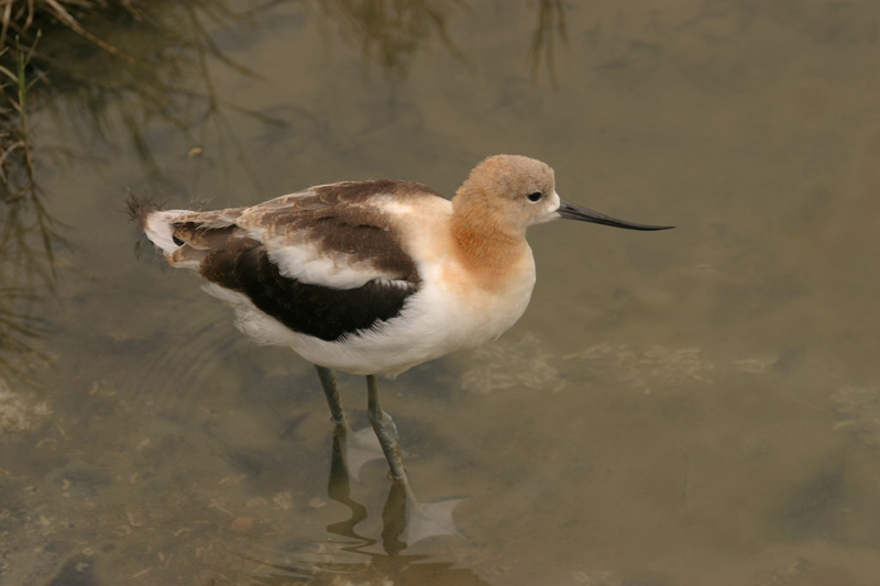 Juvenile avocet walking