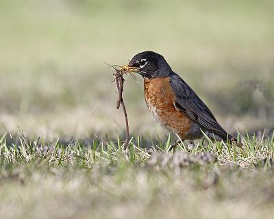 american robin 3125