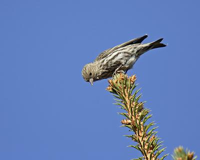 pine siskin 3872