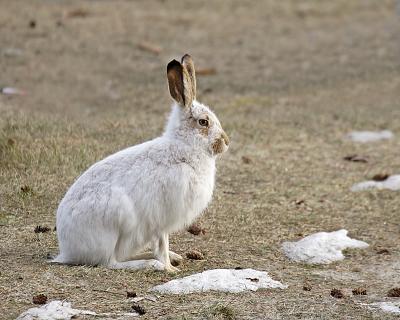 white-tailed jackrabbit 0760