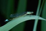 Damselfly with tiny parasites