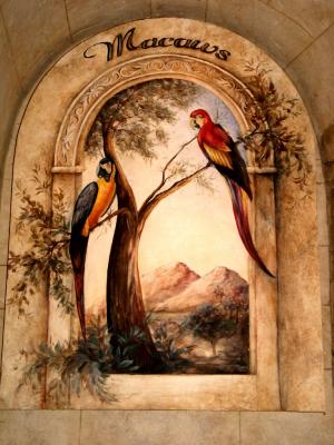Macaws