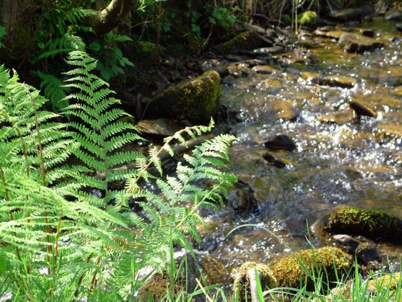 New fern growth, Dare Valley Country Park
