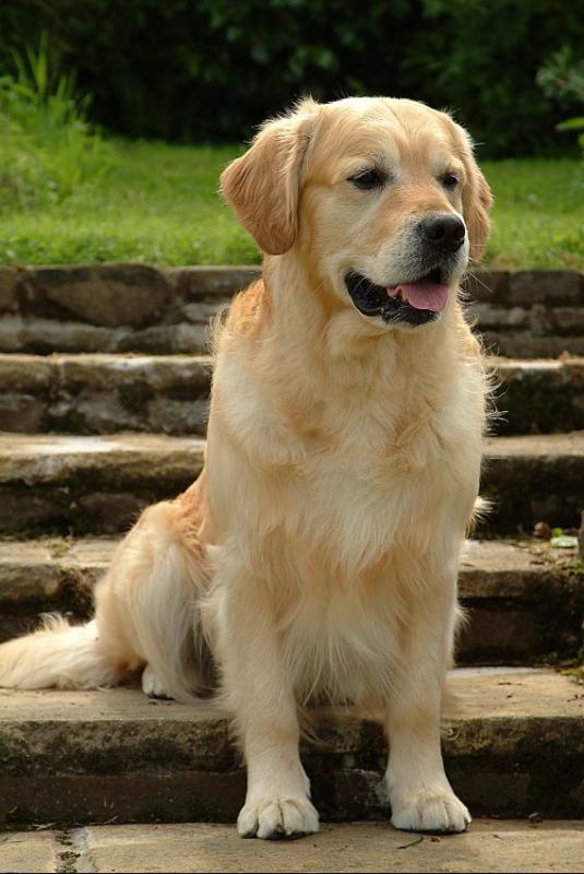 Golden Retriever