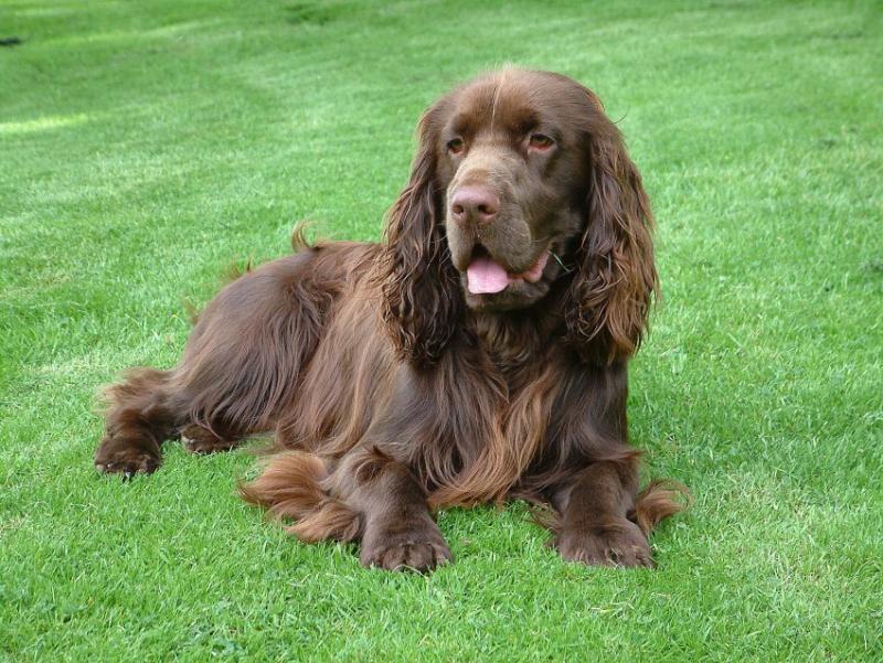 Bradley relaxing at home