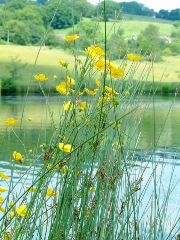 Buttercups and Reeds, Dare Valley Country Park